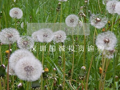 深圳国诚投资逾期 深圳国诚投资逾期