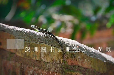 深圳图书逾期怎么交罚款 深圳图书逾期怎么交罚款