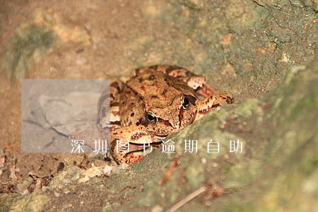 深圳图书逾期自助 深圳图书逾期自助