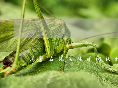 深圳在线法律顾问机构 深圳在线法律顾问机构