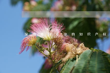 深圳地区专业的知识产权犯罪律师 深圳地区专业的知识产权犯罪律师