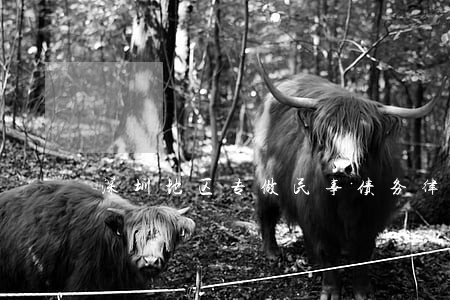 深圳地区专做民事债务律师事务所 深圳地区专做民事债务律师事务所