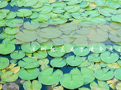 深圳地区专办债务违约案律师费用 深圳地区专办债务违约案律师费用