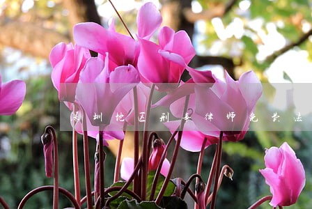 深圳地区刑事律师免费法律咨询 深圳地区刑事律师免费法律咨询