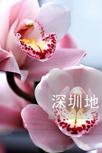 深圳地区找抵押合同律师 深圳地区找抵押合同律师