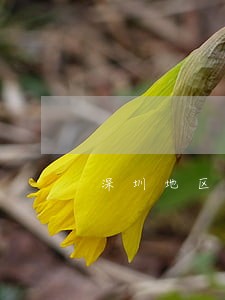 深圳地区福田区债务担保律师 深圳地区福田区债务担保律师