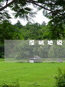 深圳地税国税逾期罚款截图 深圳地税国税逾期罚款截图