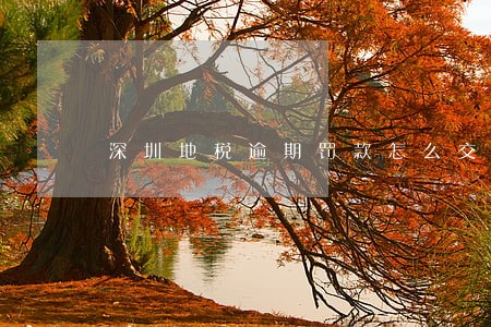 深圳地税逾期罚款怎么交 深圳地税逾期罚款怎么交