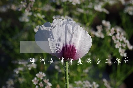 深圳女律师委员会工作计划