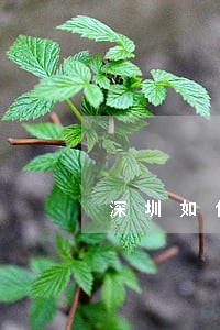 深圳如何举报交通违法行为 深圳如何举报交通违法行为