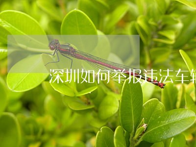 深圳如何举报违法车辆