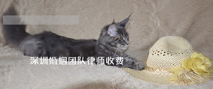 深圳婚姻团队律师收费 深圳婚姻团队律师收费