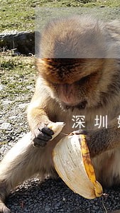 深圳婚姻律师事务所免费咨询