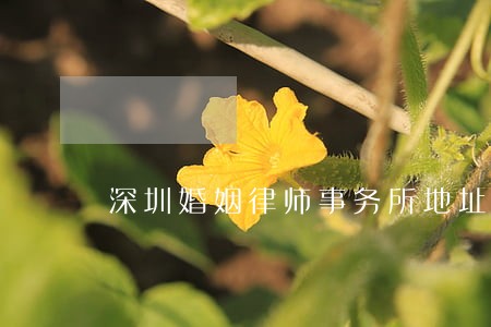 深圳婚姻律师事务所地址