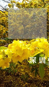 深圳婚姻房产律师收费 深圳婚姻房产律师收费