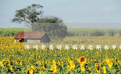 深圳季度财务报表逾期未申报 深圳季度财务报表逾期未申报