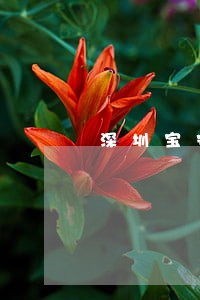 深圳宝安年审逾期查处名单 深圳宝安年审逾期查处名单