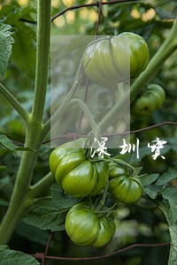 深圳宝安违法警察陈军 深圳宝安违法警察陈军