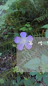 深圳审车逾期6个月