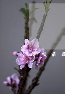 深圳家庭婚姻律师价格 深圳家庭婚姻律师价格