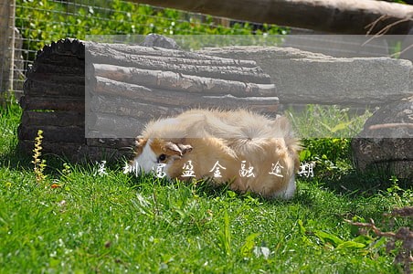 深圳富盈金融逾期 深圳富盈金融逾期