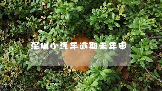 深圳小汽车逾期未年审 深圳小汽车逾期未年审
