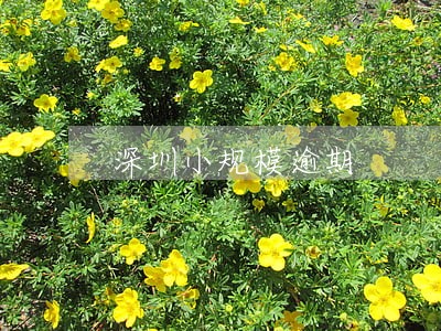 深圳小规模逾期 深圳小规模逾期