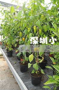 深圳小银贷逾期多大天 深圳小银贷逾期多大天