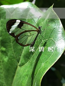 深圳居住证逾期怎么办理 深圳居住证逾期怎么办理