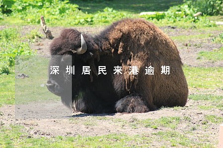 深圳居民来港逾期 深圳居民来港逾期