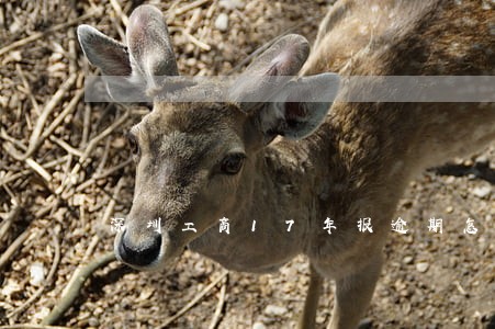 深圳工商17年报逾期怎么补报 深圳工商17年报逾期怎么补报