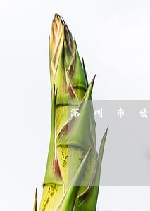 深圳市债务律师事务所介绍 深圳市债务律师事务所介绍