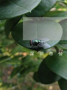 深圳市公积金贷款逾期 深圳市公积金贷款逾期