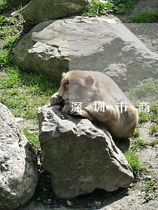 深圳市商业秘密案件律师 深圳市商业秘密案件律师