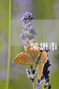 深圳市增值税发票逾期规定 深圳市增值税发票逾期规定