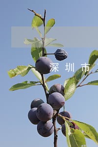 深圳市工商行政管理局网站 深圳市工商行政管理局网站