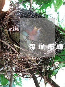 深圳市律师创收