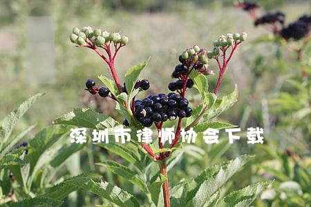 深圳市律师协会下载 深圳市律师协会下载