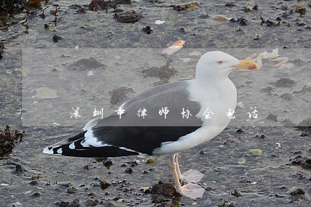 深圳市律师协会电话 深圳市律师协会电话