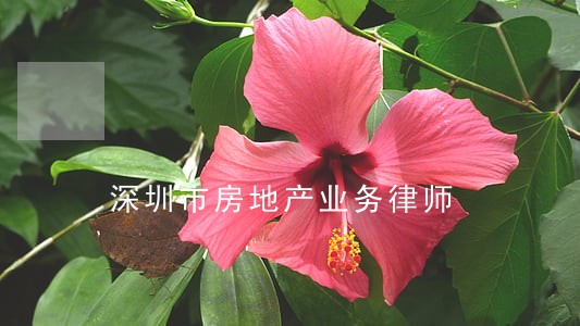 深圳市房地产业务律师 深圳市房地产业务律师