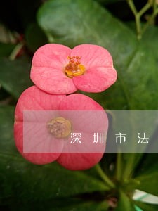 深圳市法律顾问事务所 深圳市法律顾问事务所