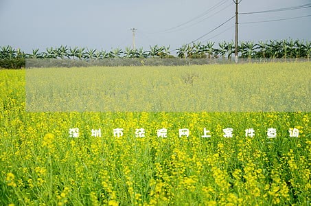 深圳市法院网上案件查询系统