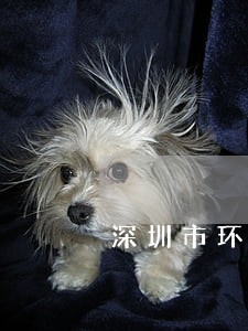 深圳市环保律师哪个好 深圳市环保律师哪个好