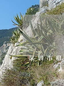 深圳市租赁合同律师哪个好 深圳市租赁合同律师哪个好