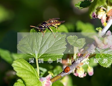 深圳市网上诉讼服务平台 深圳市网上诉讼服务平台