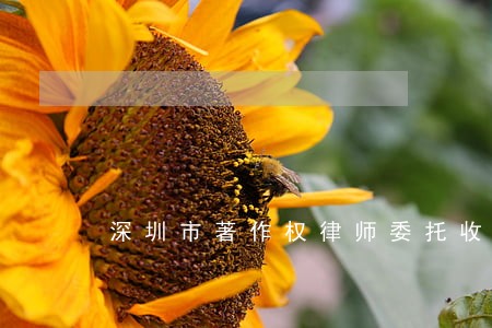 深圳市著作权律师委托收费