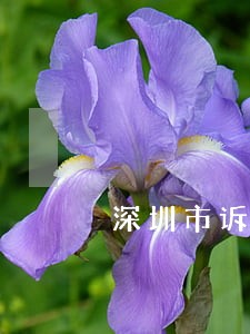 深圳市诉讼查询系统