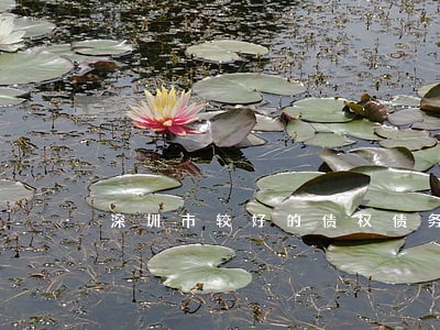 深圳市较好的债权债务律师代理费 深圳市较好的债权债务律师代理费