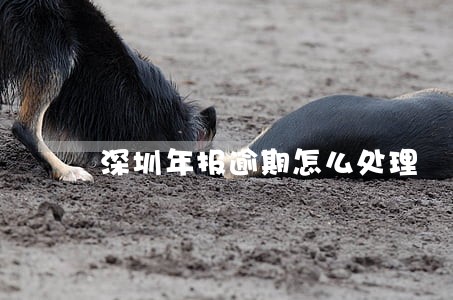 深圳年报逾期怎么处理 深圳年报逾期怎么处理