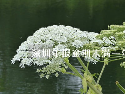 深圳年报逾期未满一年 深圳年报逾期未满一年
